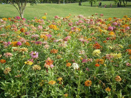 flowers bed - nature, bed, flowers