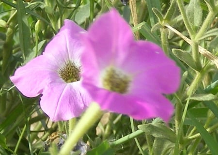 Mauve beauty - nature, beauty, mauve, flowers