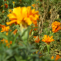 Orange and yellow flowers