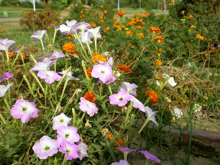 mauve beauty - nature, beauty, mauve, flowers