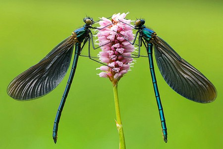 Dragonflies on Flower - flower, picture, dragonflies, beautiful