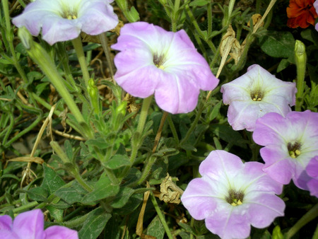 mauve and white flowers - flowers, white, nature, mauve