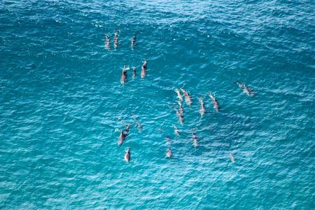 Dolphin Pod - dolphins, austraila, sea, ocean, firefox persona, swim