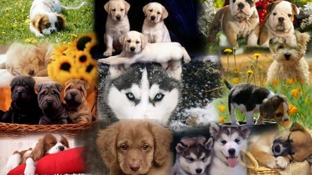 Puppy Dogs - collage, dogs, babies, firefox persona, cute, widescreen, puppies