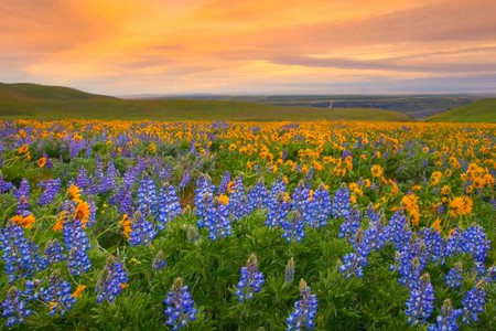 Wild Flowers - flowers, beautiful, wild, picture