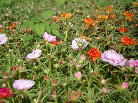 Moss rose rainbow - nature, rainbow, moss rose, flowers