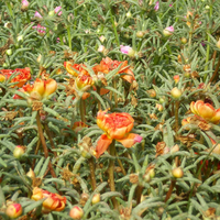 Moss rose red and orange