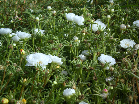 Moss rose white - flowers, mos rose, white, nature