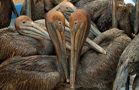 pelicans - oil, animals, pelicans, hot