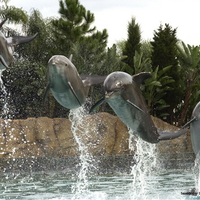 4 dolphins in discovery cove