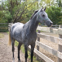 grey arabian