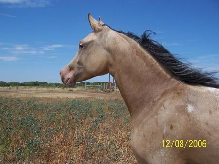 araappaloosa horse - dish head, spots, pink mouth, buskin, appaloosa cross, arabian cross