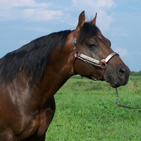 quarter brown horse