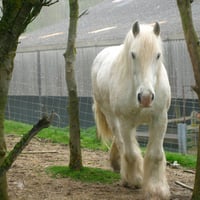 white shire horse