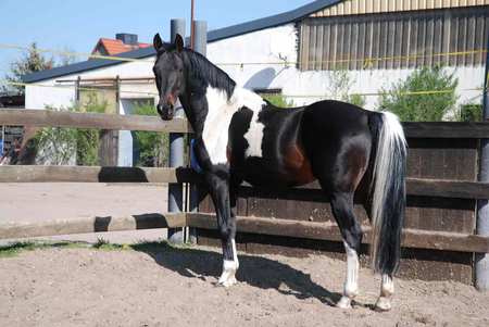 American Wormblood - show jumping horse, wormblood, white, dressage horse, brown, show horse, horse