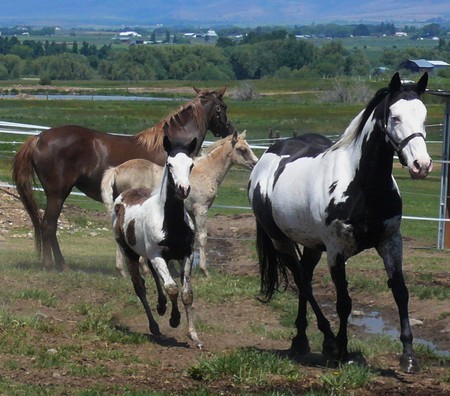 a group of mares and foals - chest nut, palomeno, quarter horses, american paint horse, painted foal, painted mare