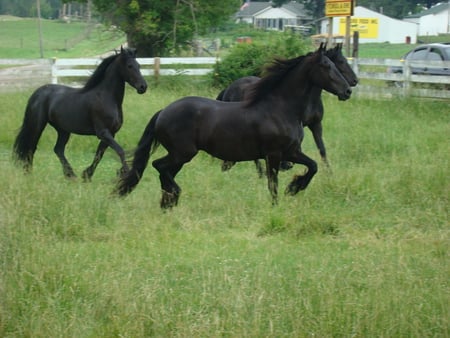 a herd of freason horse - three, blackred, horses, two, gelding, one, black