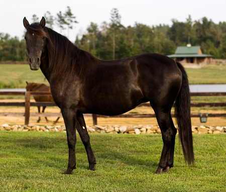 a proven paso - western, cawhorse, latin breed, horse, laten america