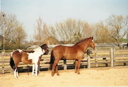 a paint horse and a wormblood cross - horses, white, paint, brown, paddock, pales, chestnut