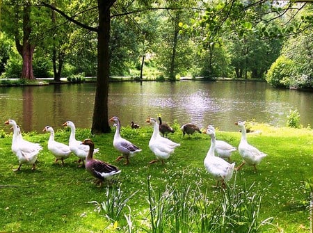 A day at the park - white, trees, black gray, geese, park, pond, grass