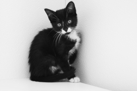 a domesticated house kitten - black n white, sweet, cleo, cute, new, kitten