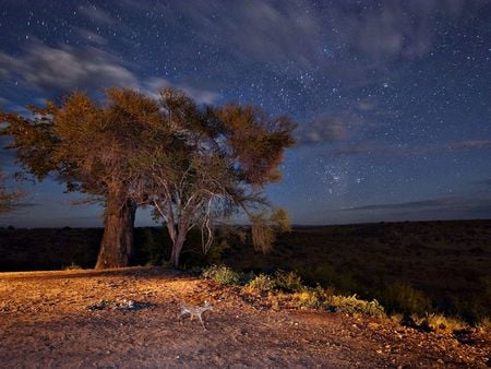 Night Landscape Tanzania - nature, sky, night, tree, deer