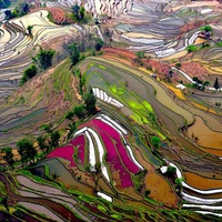 Terraced Rice Field China