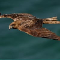 Golden Eagle