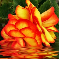 FLOWER REFLECTION