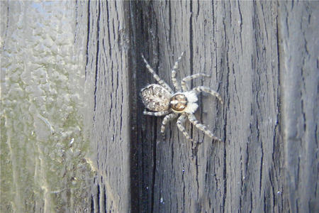 Spider - spider, comun, aracnido, animals