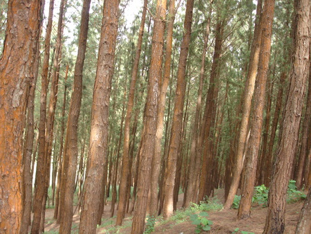 vagamon pine forest - nature, forest, pine, kerala, vagamon