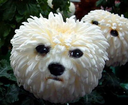 Flower dog - white, flower, animals, dogs, green