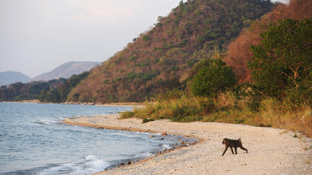 amazing place - beautiful, forest, monkey, water