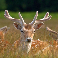 Beautiful Deer