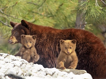 Brown Bear - bear, picture, brown, cubs, cool