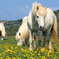 Wild Horses