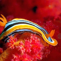 Colorful Sea Creature