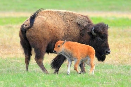 Buffalo w Cub - buffalo, picture, cub, cool