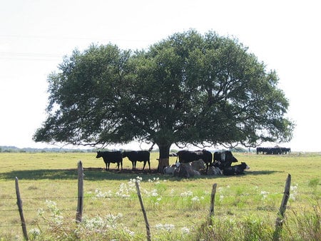 It gets hot in Texas - nature, barbwire, field, tree, cows