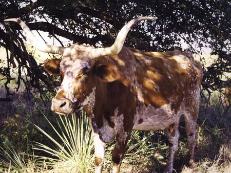 Texas Taxi - animal, field, bull, horns