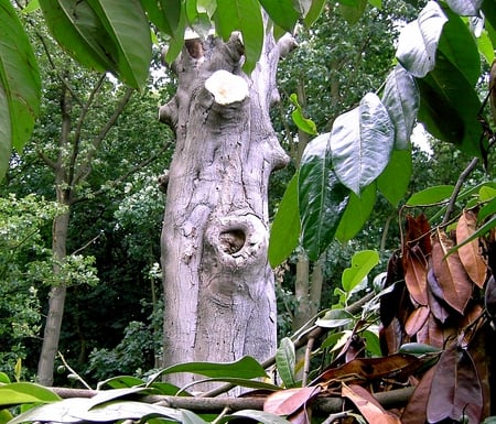 Tree in the Park 2 - leaves, bark, tree, rhododendrons