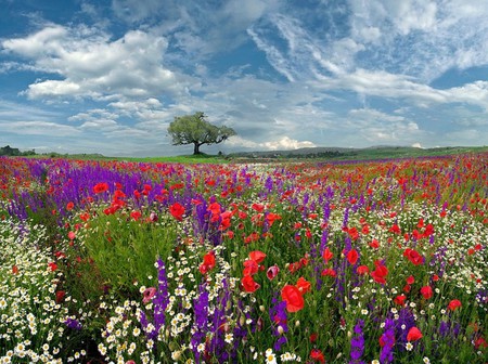 Wild Flowers - flowers, picture, wild, beautiful