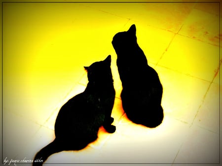 black cats - nature, black, animals, cats