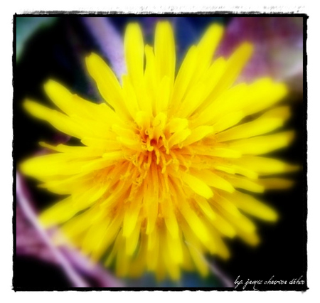 Dandelion flower - flower, yellow, dandelion, nature