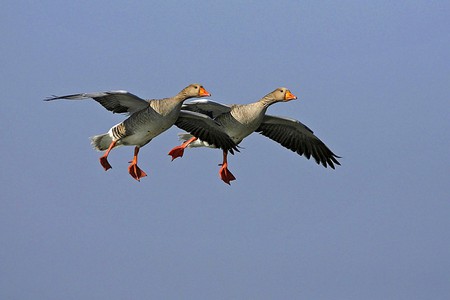 Flying Ducks - flying, picture, ducks, beautiful