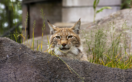 Courious Lynx - face, cat, animal, lynx