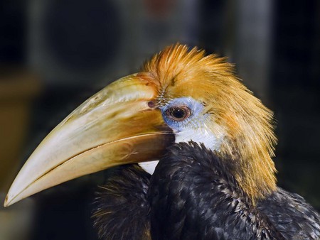 Bad Hair Day - animal, bird, hair, parrokett