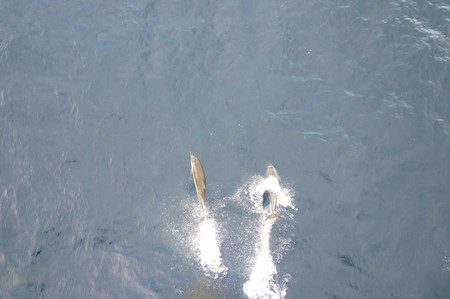 dophins - dolphins, ship, open sea, south atlantic