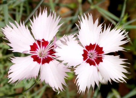 Celebrate your country - flowers, red and white, star shape, two