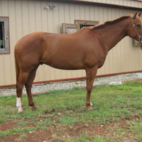 a chestnut Hanoverian horse